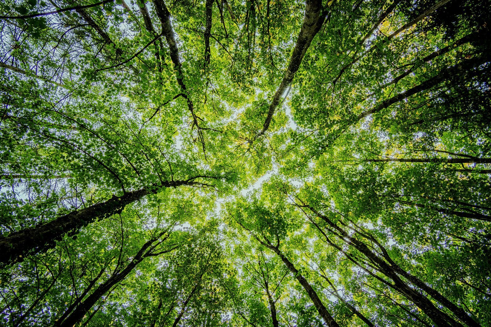 Cuidar el medioambiente no es una promesa, es un compromiso.